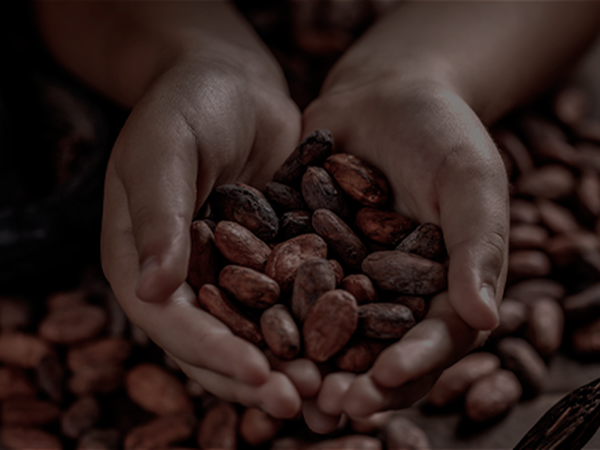 SHIBARI CACAO (1)