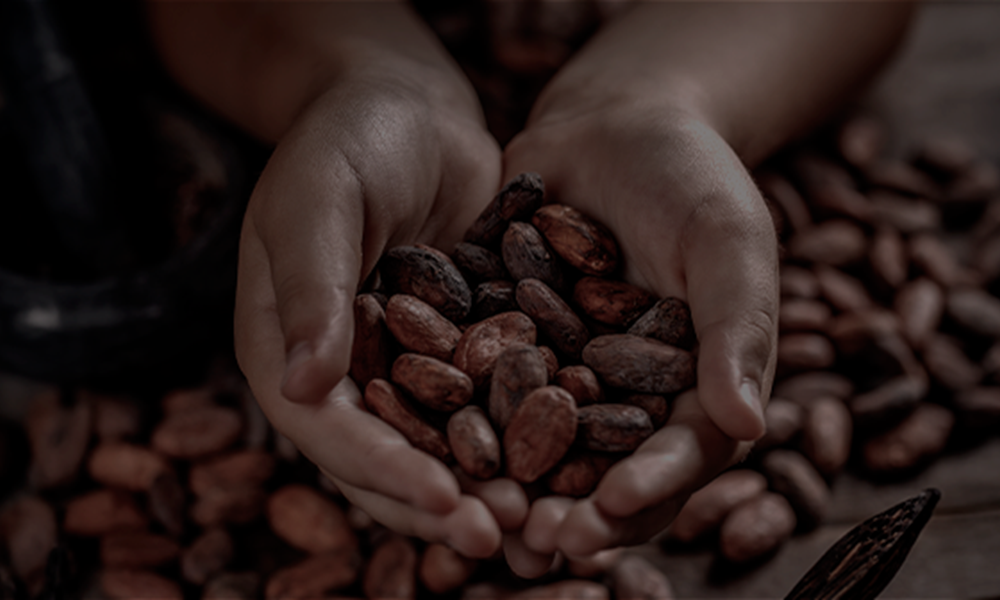 SHIBARI CACAO (1)